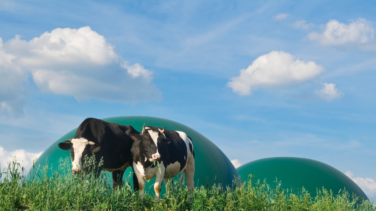 Two dairy cows graze near large biodomes, showcasing a rural application of biogas production.