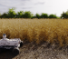 Un robot autónomo recorre un campo sembrado, simbolizando la innovación tecnológica en energías limpias como la Aerotermia en el agro argentino.