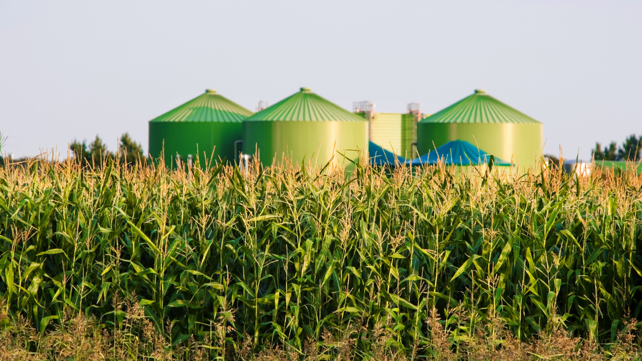 En un campo de maíz, se destacan silos verdes utilizados para la producción de biogás, integrando agricultura y energía.