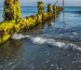 An old groyne covered in seaweed highlights the coastal interaction with tidal energy, capturing the natural force of waves along a UK shoreline.
