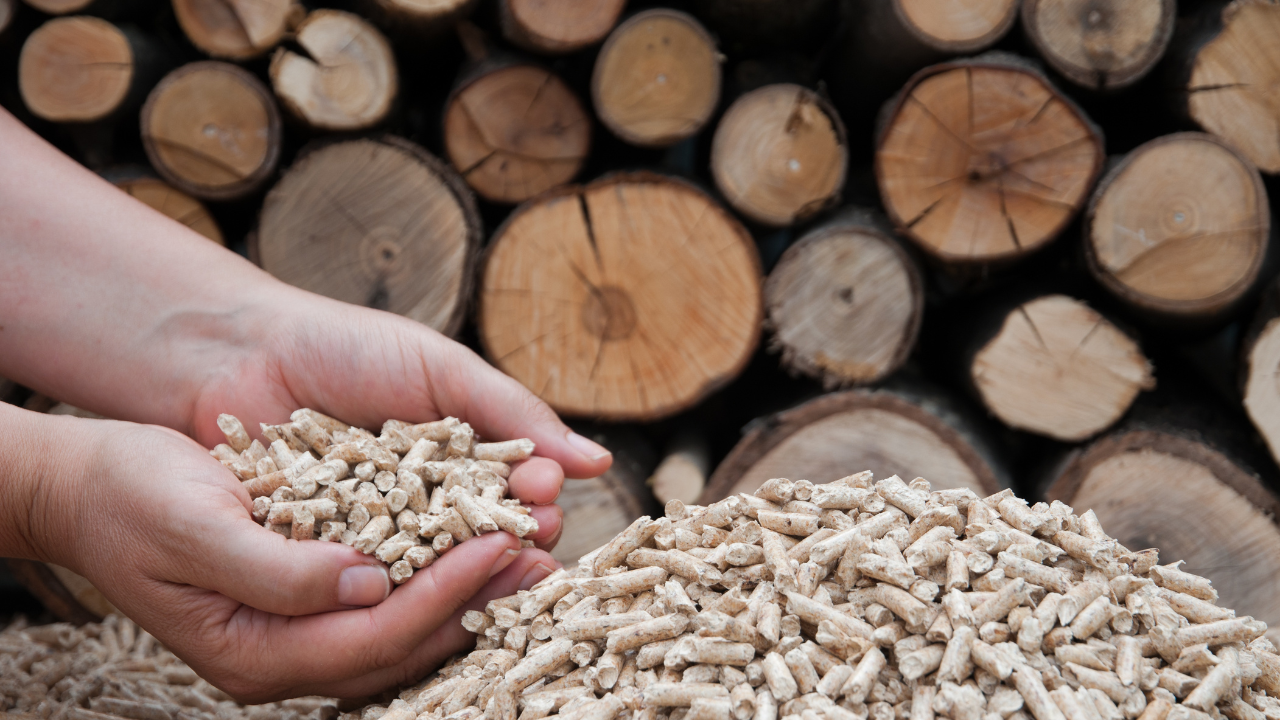 Manos sostienen pellets frente a troncos cortados, representando la transformación de residuos forestales en energía mediante el uso de biomasa.